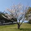 今日もお花見日和