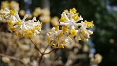 早春３月…高知で散歩