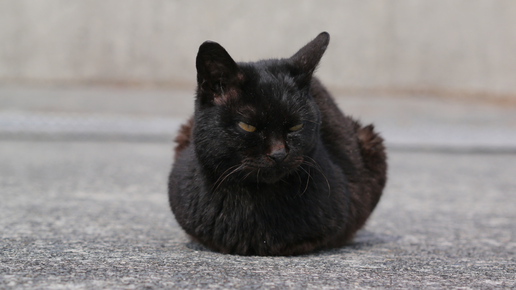 今日もノラ猫日和