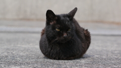 今日もノラ猫日和