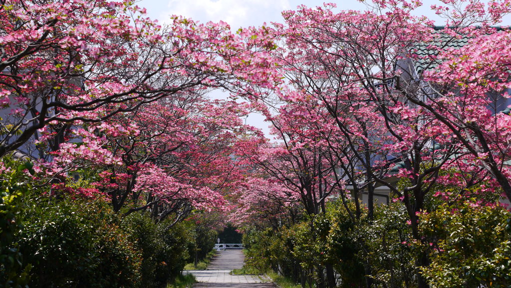 二色パークタウンを散歩