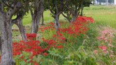 赤い彼岸花（土佐国分寺にて）