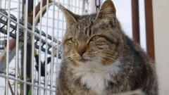 今日もノラ猫日和