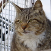 今日もノラ猫日和