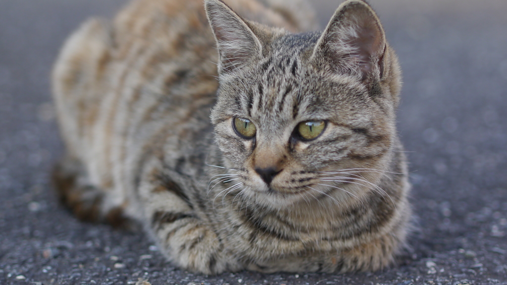 猫