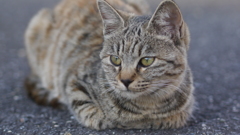 猫