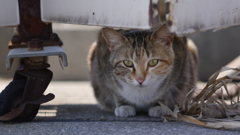 今日もノラ猫日和