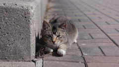 今日もノラ猫日和