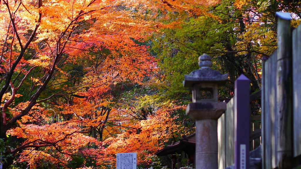 大阪貝塚・水間寺の紅葉