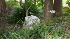 白い彼岸花（土佐国分寺にて）