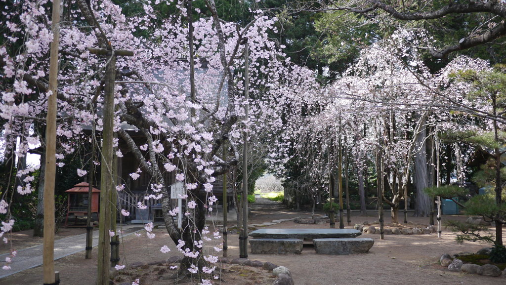 早春３月…高知で散歩