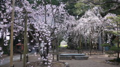 早春３月…高知で散歩