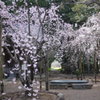 早春３月…高知で散歩
