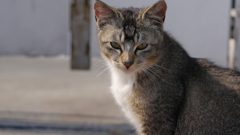 今日もノラ猫日和