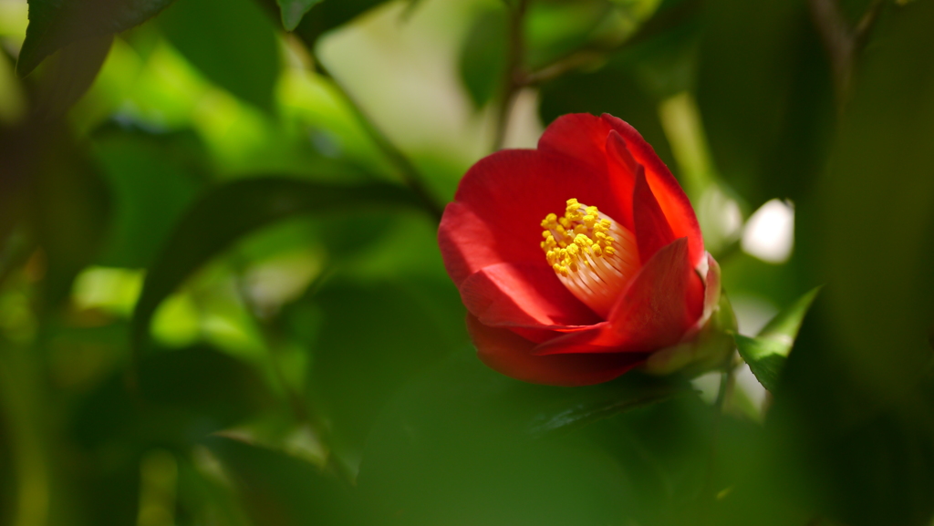 二色パークタウンを散歩