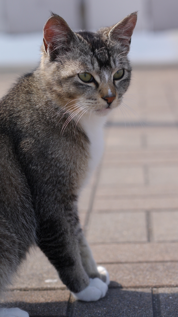 今日もノラ猫日和