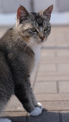 今日もノラ猫日和