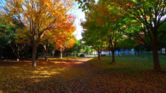 晩秋の公園で
