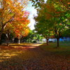 晩秋の公園で
