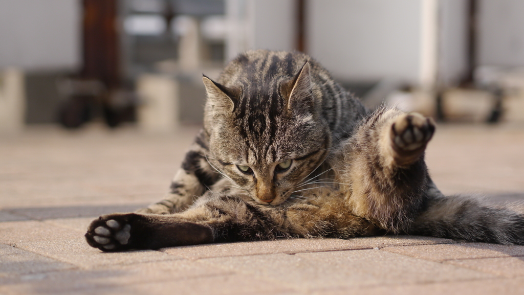 今日もノラ猫日和