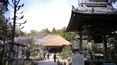 早春３月…高知で散歩