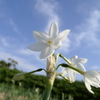 定点観測：オマケ（水仙）です。