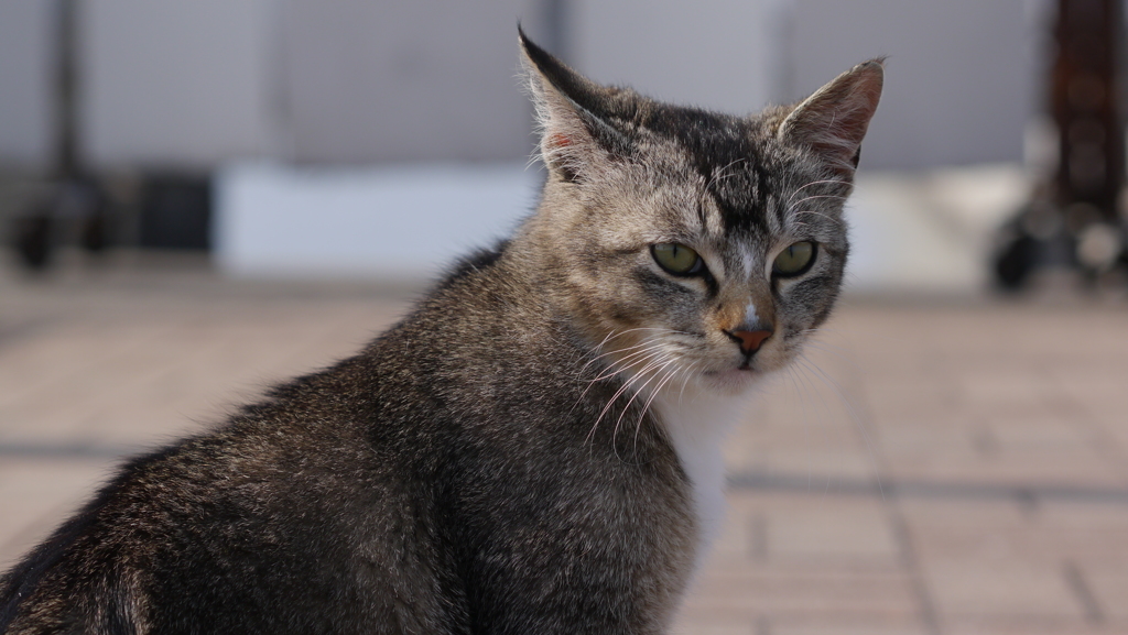 今日もノラ猫日和