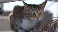 今日もノラ猫日和