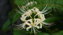 白い彼岸花（土佐国分寺にて）