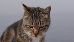 今日もノラ猫日和