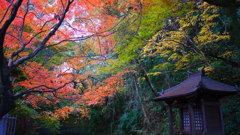 大阪貝塚・水間寺の紅葉