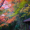 大阪貝塚・水間寺の紅葉