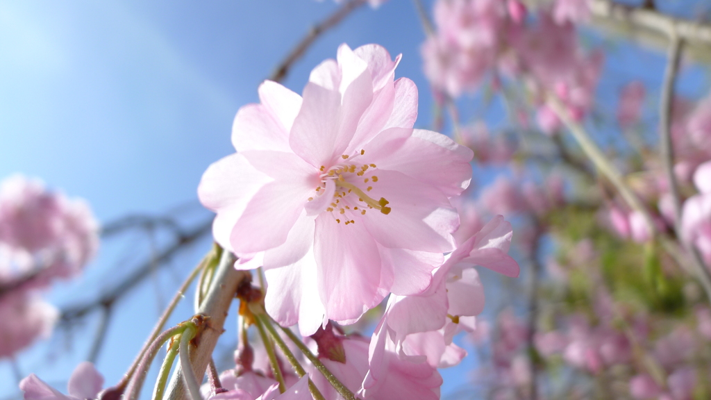 桜の花びらが舞い始めた。