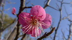 梅がチラホラ