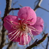梅がチラホラ