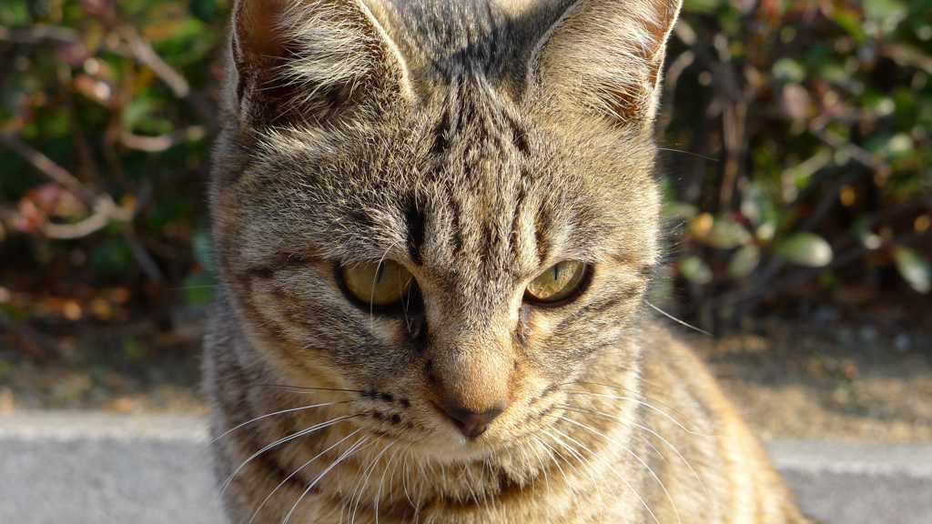 猫