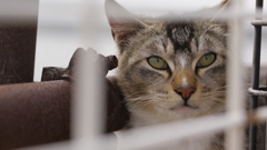 今日もノラ猫日和