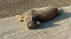 こんちわぁ～