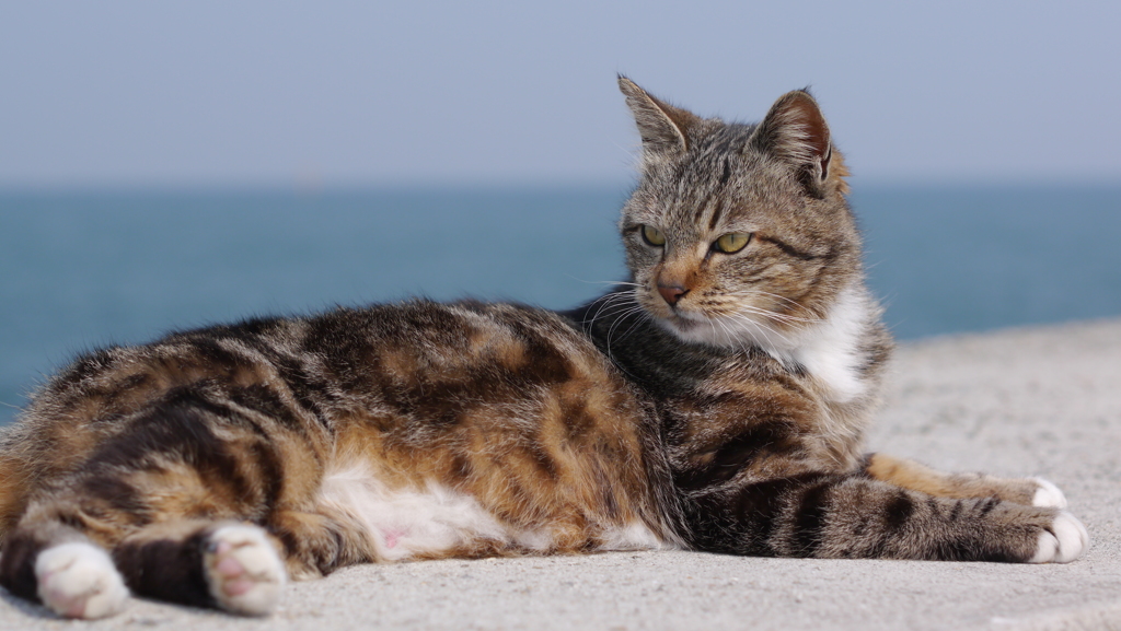 今日もノラ猫日和