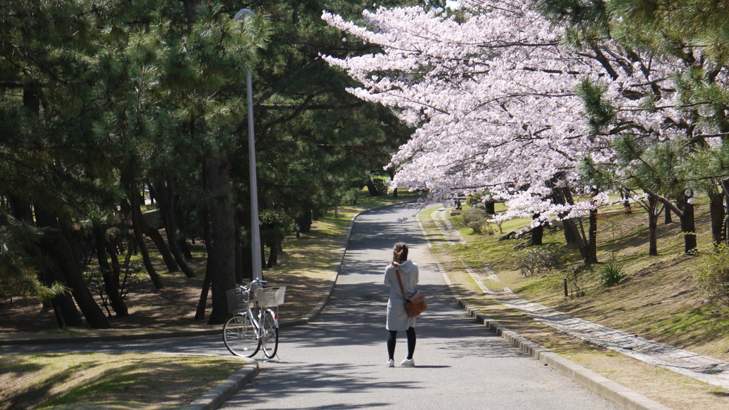 今日もお花見日和。