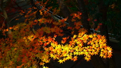 大阪貝塚・水間寺の紅葉