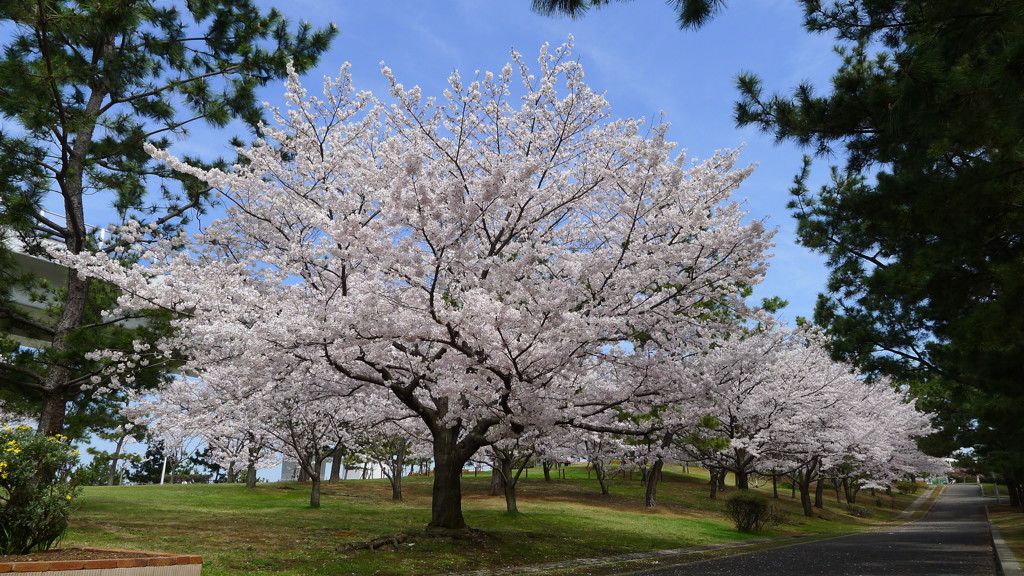 桜の花びらが舞い始めた。