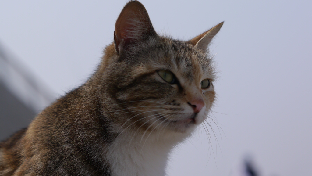 今日もノラ猫日和