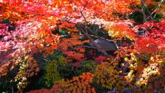 大阪貝塚・水間寺の紅葉