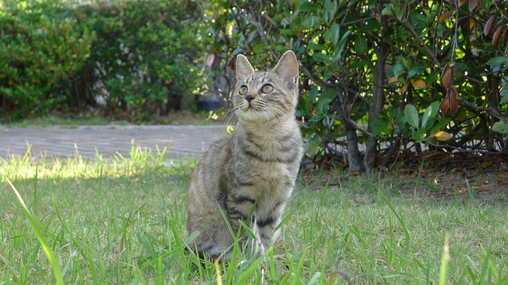 猫