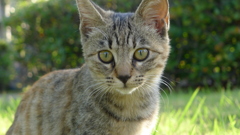 猫