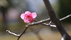 梅がちらほら