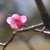 梅がちらほら