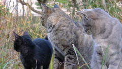 猫