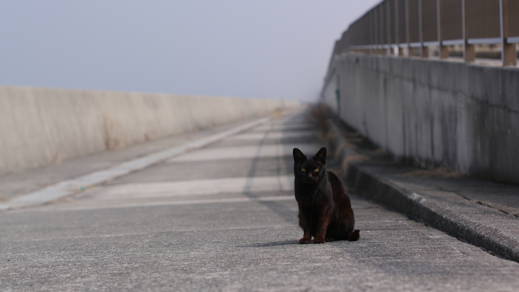 今日もノラ猫日和